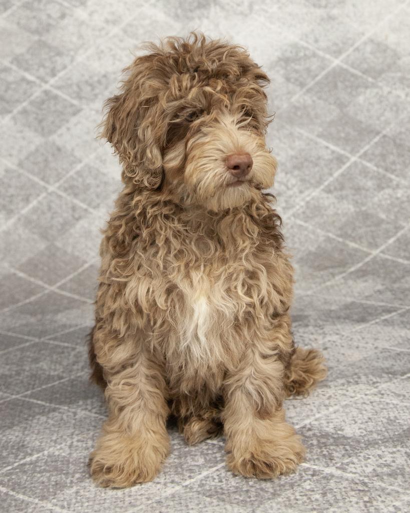 Mini Bernedoodle - Male