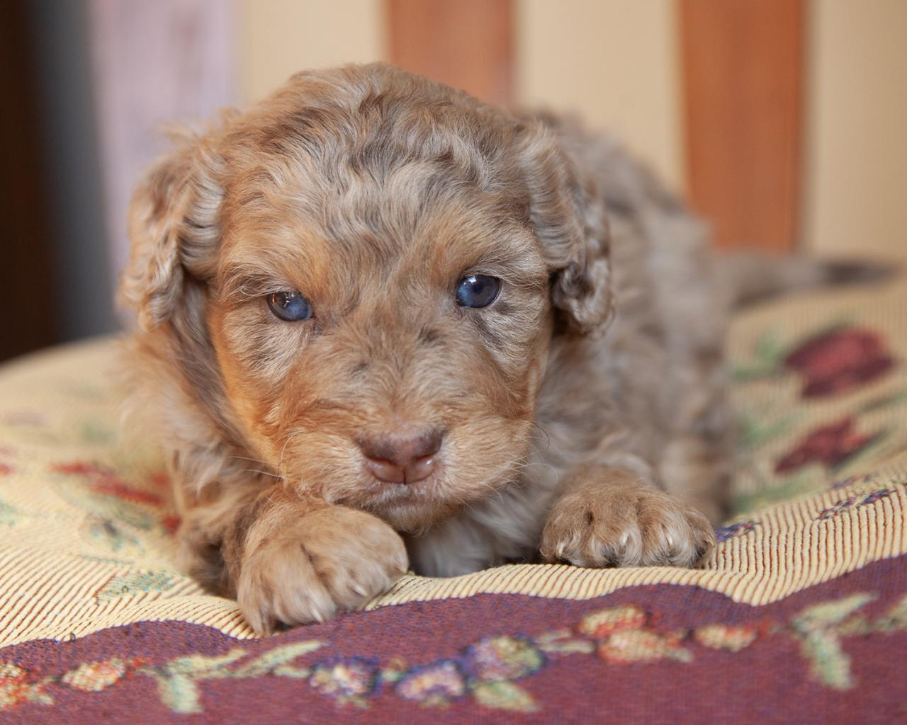 Mini Bernedoodle - Female