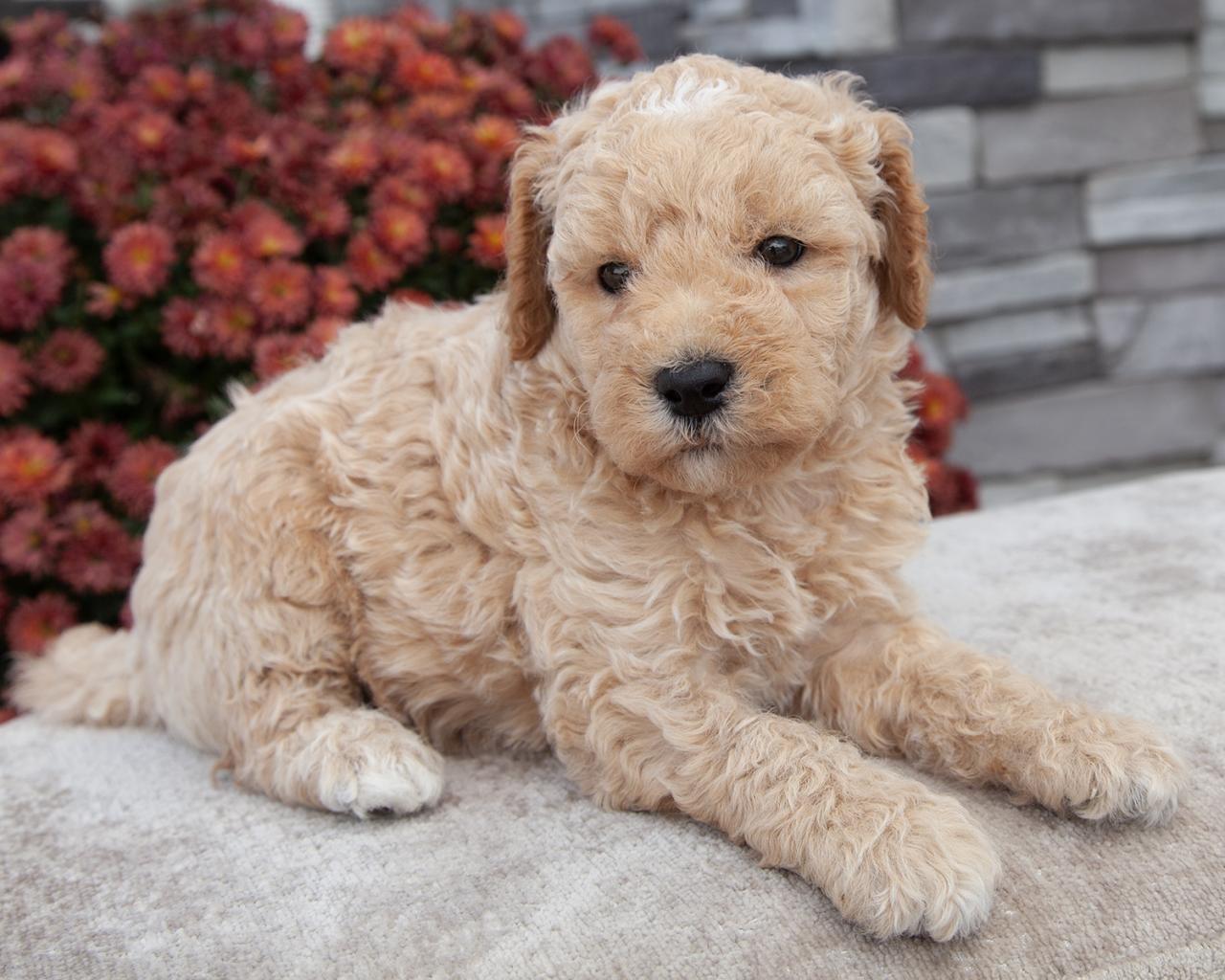 Mini F1b Goldendoodle - Male