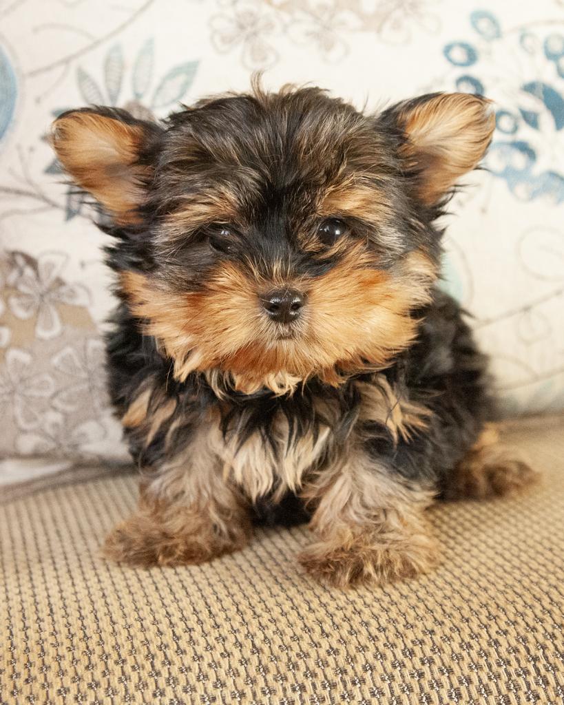 Yorkshire Terrier - Male