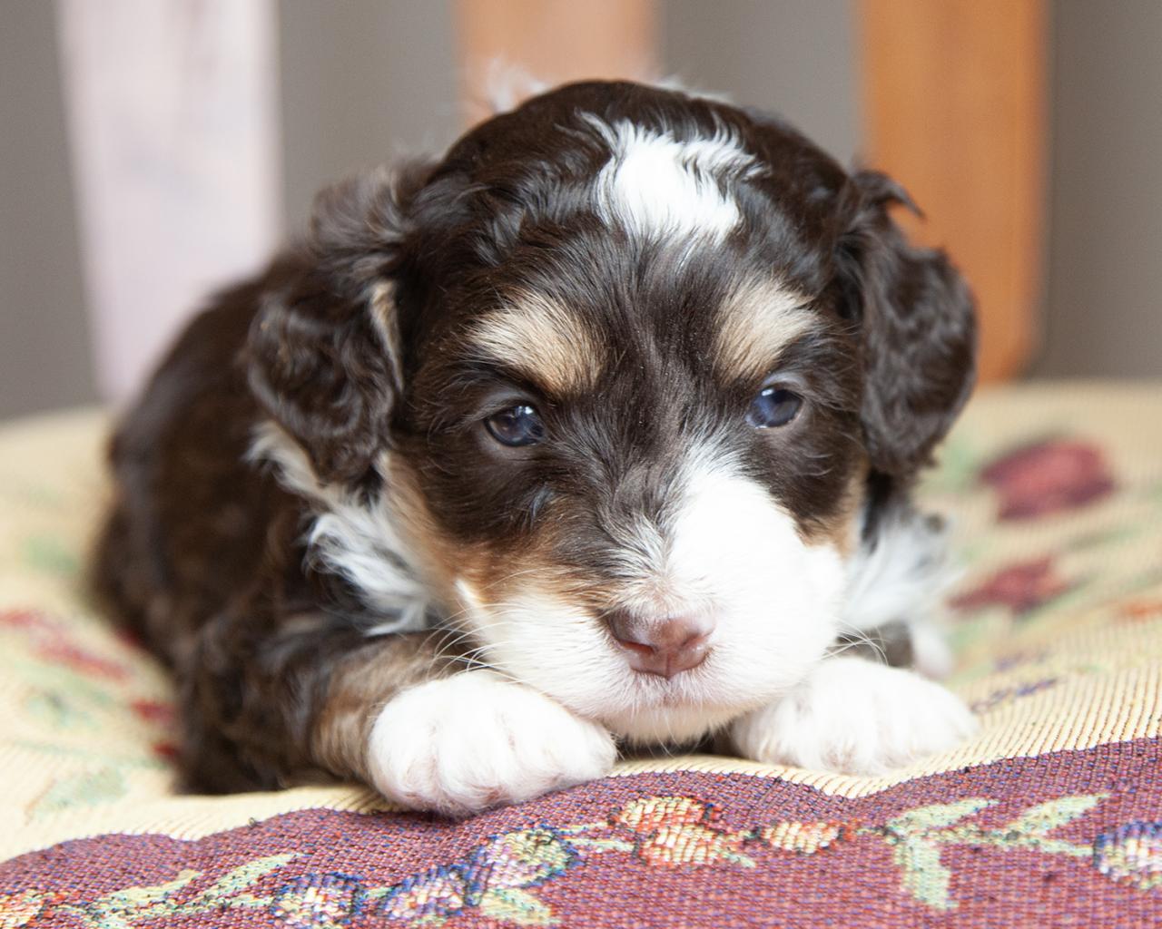 Mini Bernedoodle - Female