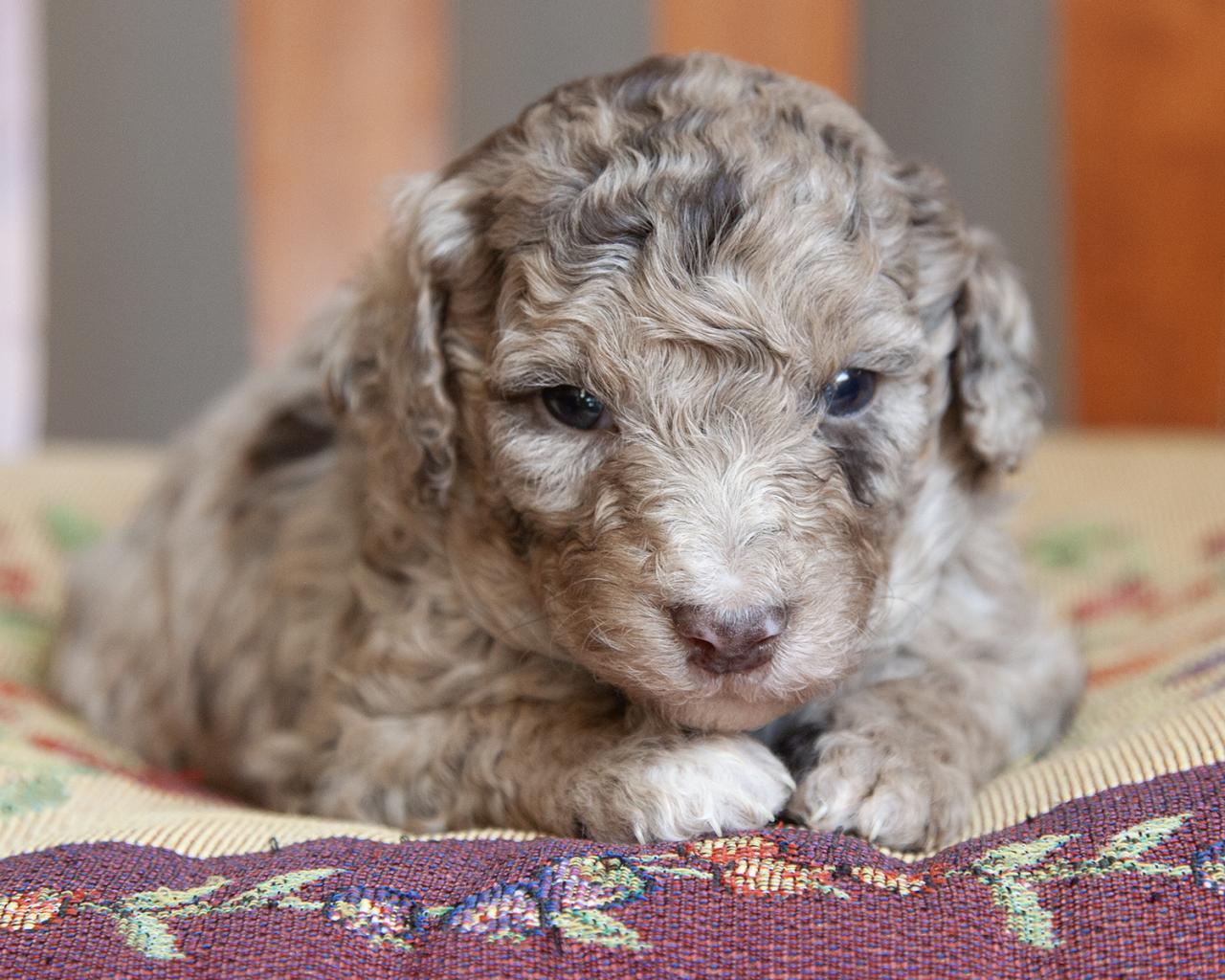 Mini F1b Goldendoodle - Female