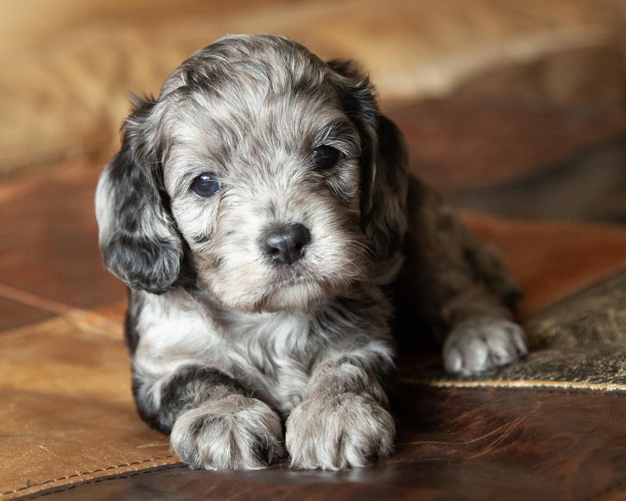 Cavapoo - Female