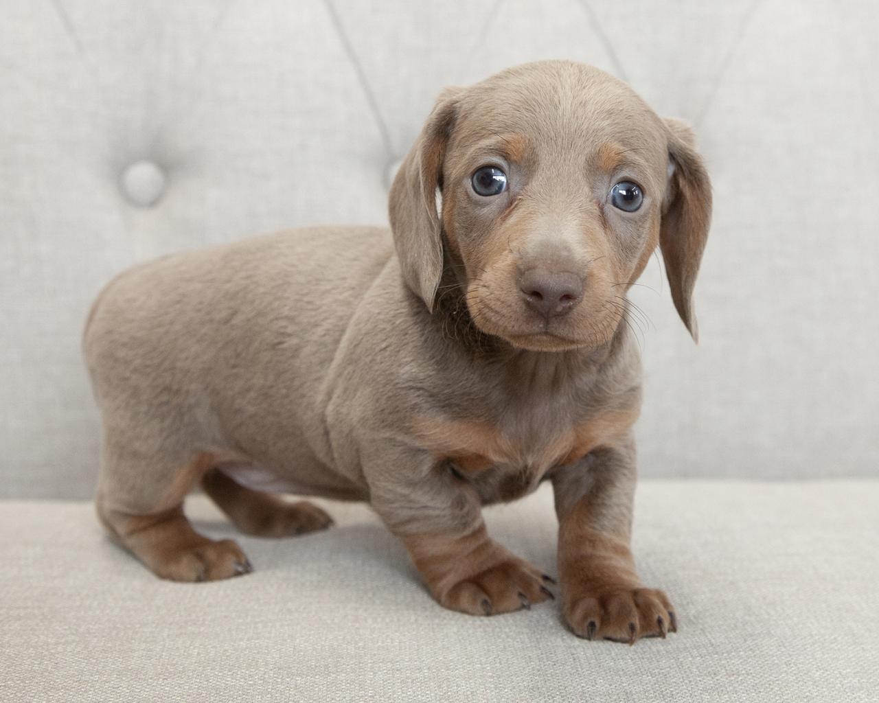 Mini Dachshund - Female