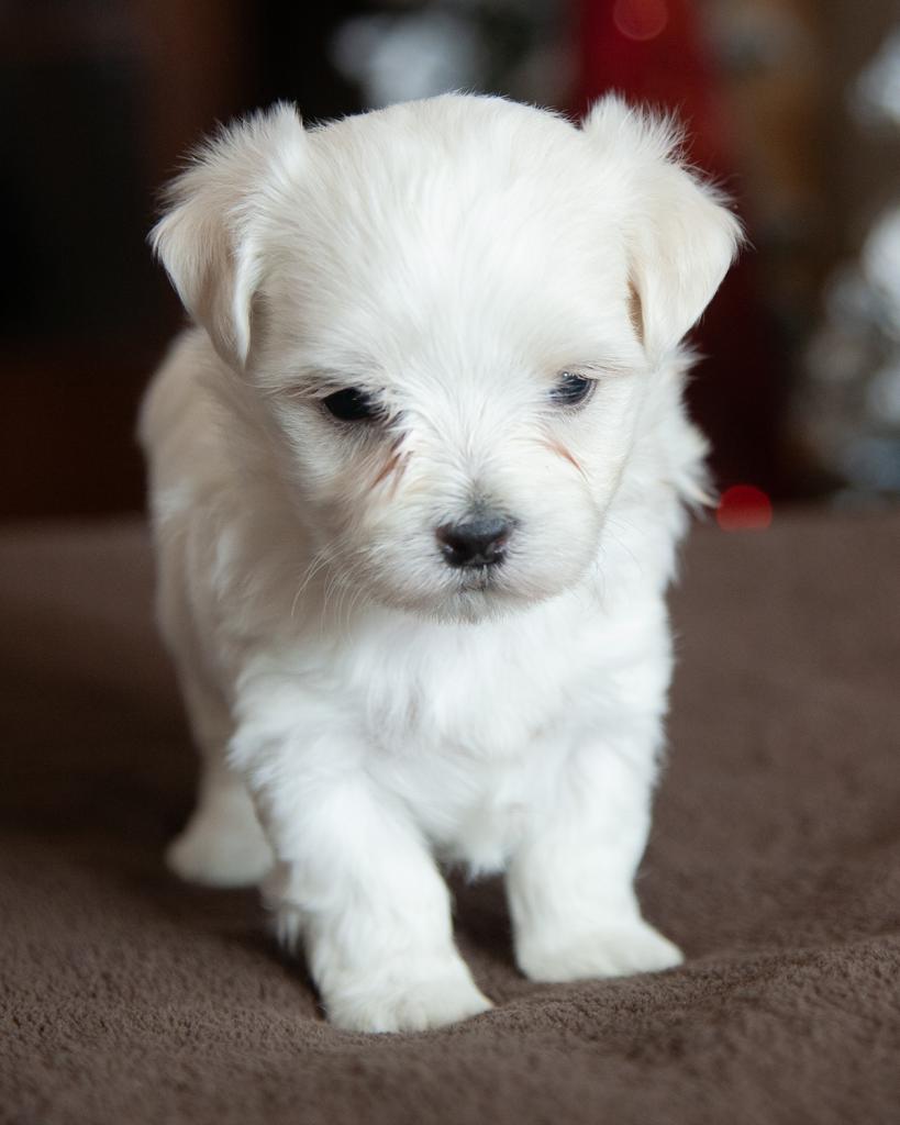 Maltese - Female