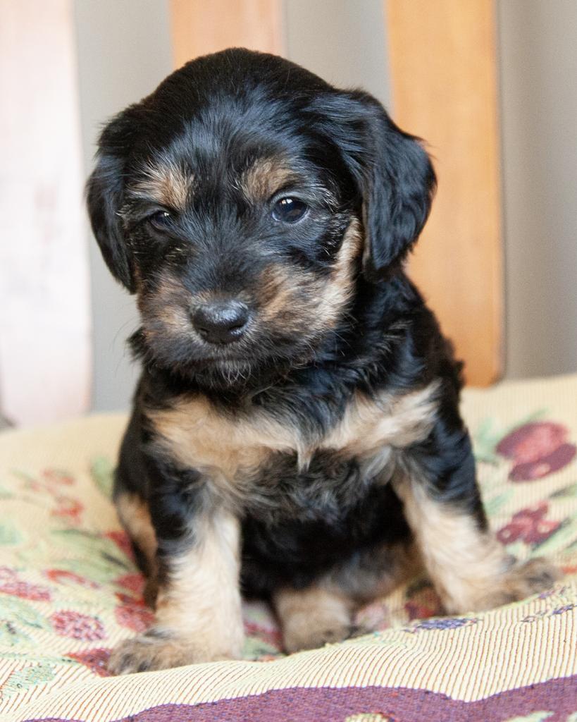 Yorkiepoo - Female