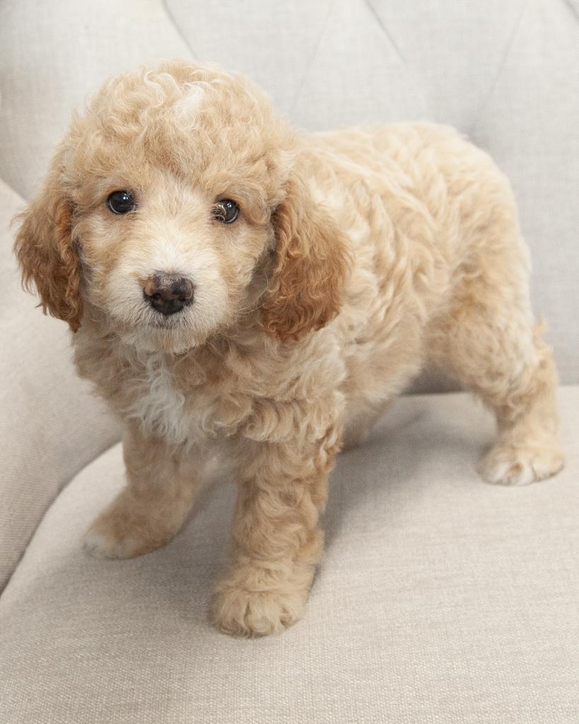 Mini Goldendoodle - Female