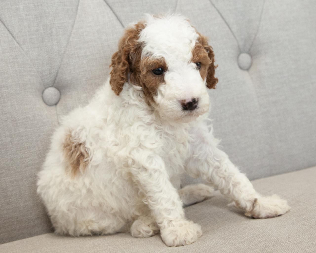 Mini F1B Goldendoodle - Female