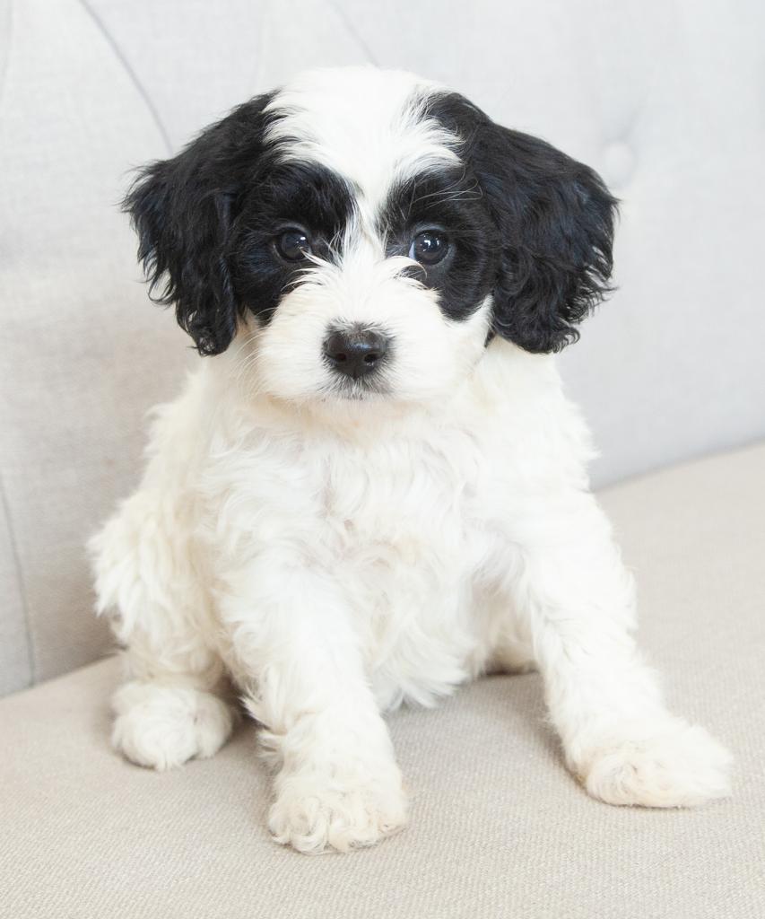 Mini F1b Goldendoodle - Female