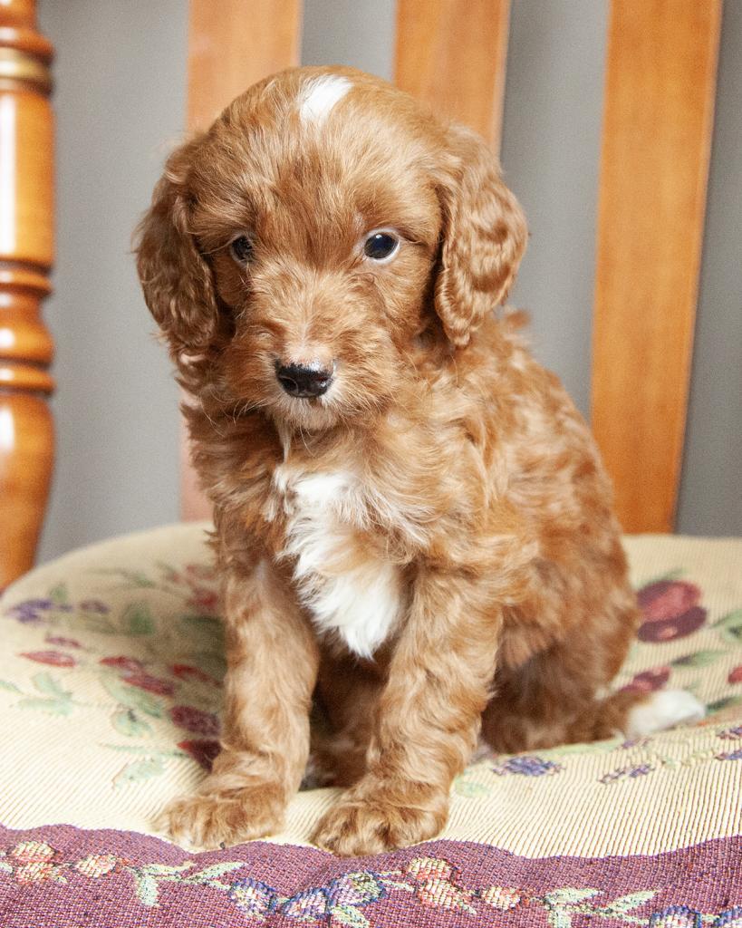 Mini F1b Irishdoodle - Male