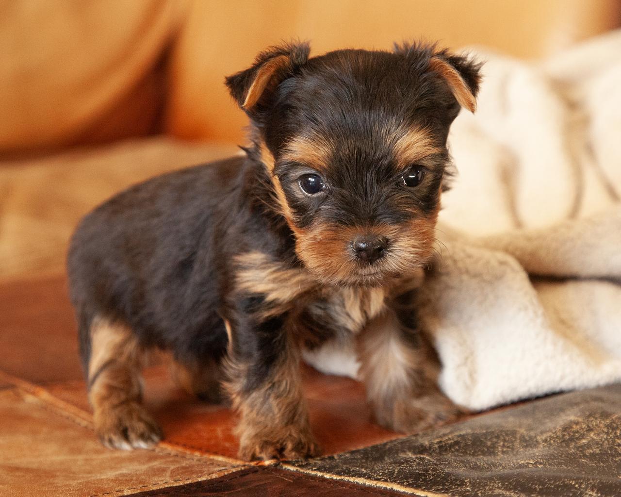 Yorkshire Terrier - Female