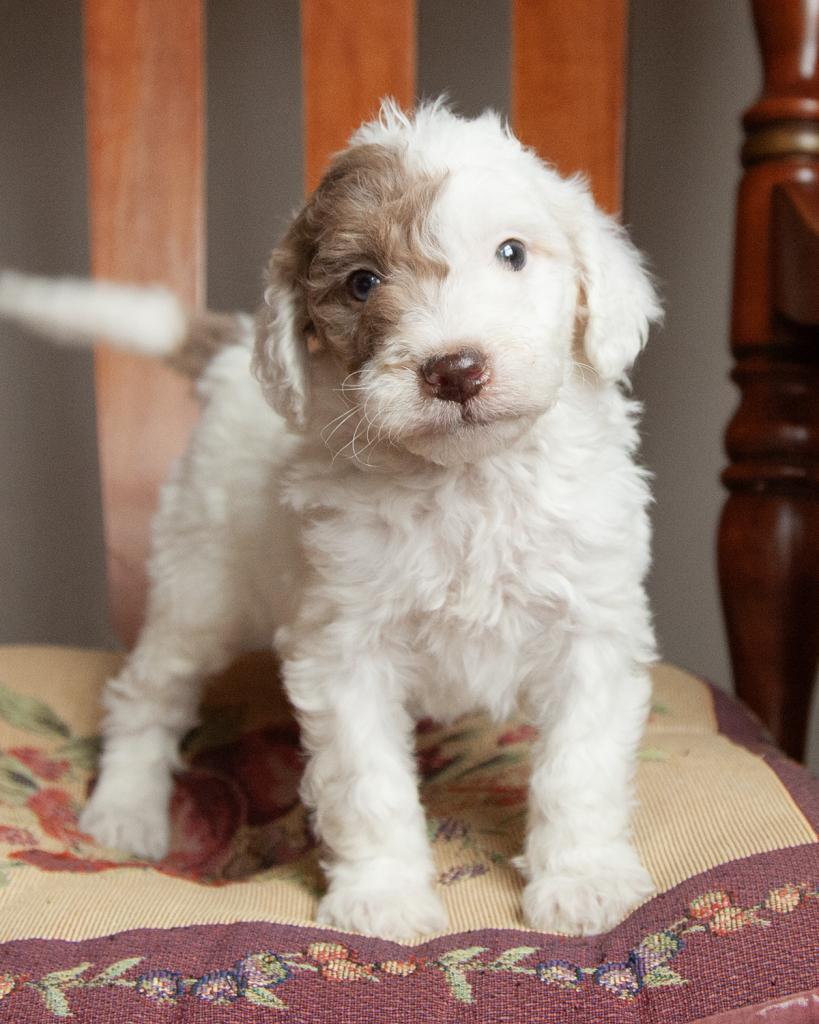 Mini Goldendoodle - Female