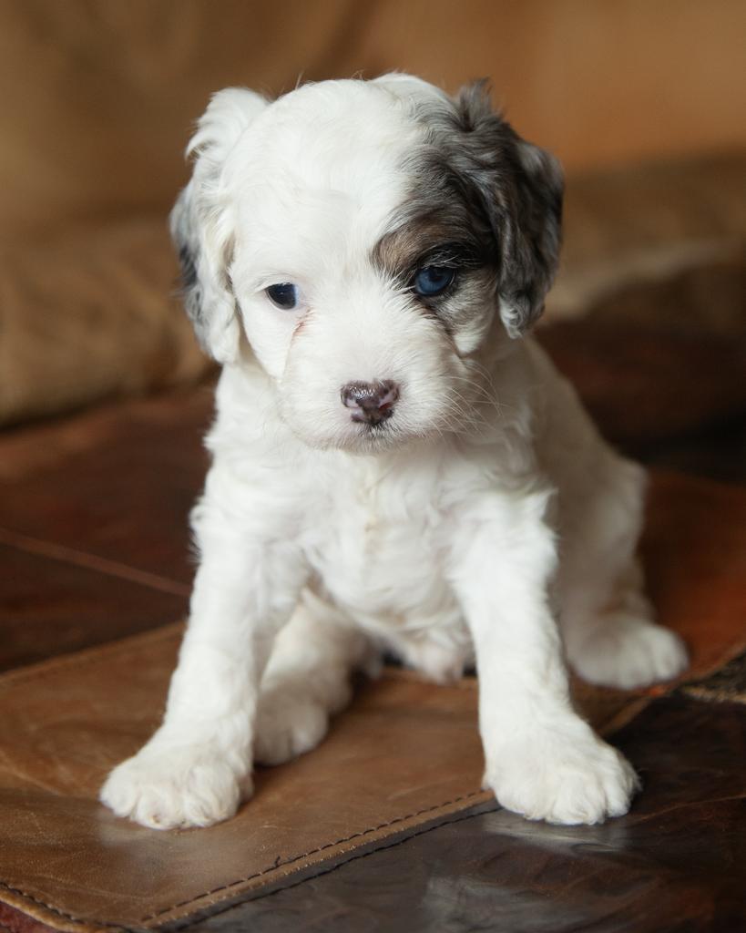 Cavapoo - Female