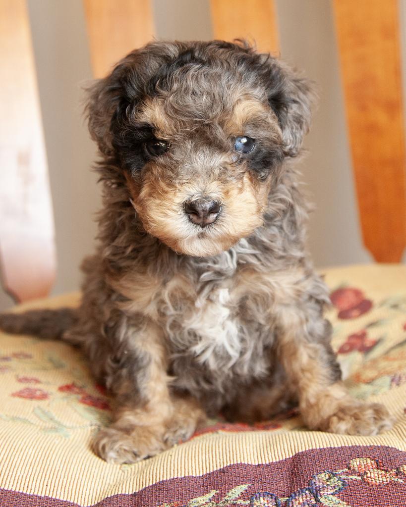 Mini Bernedoodle - Female