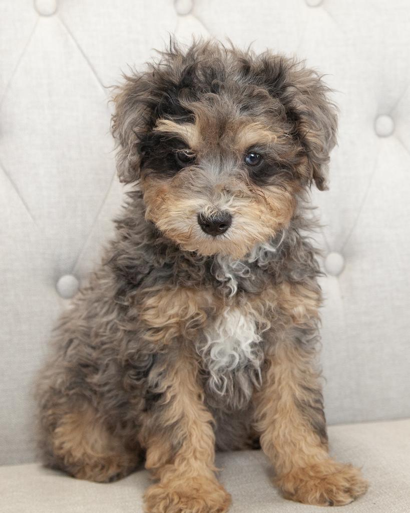 Mini Bernedoodle - Female