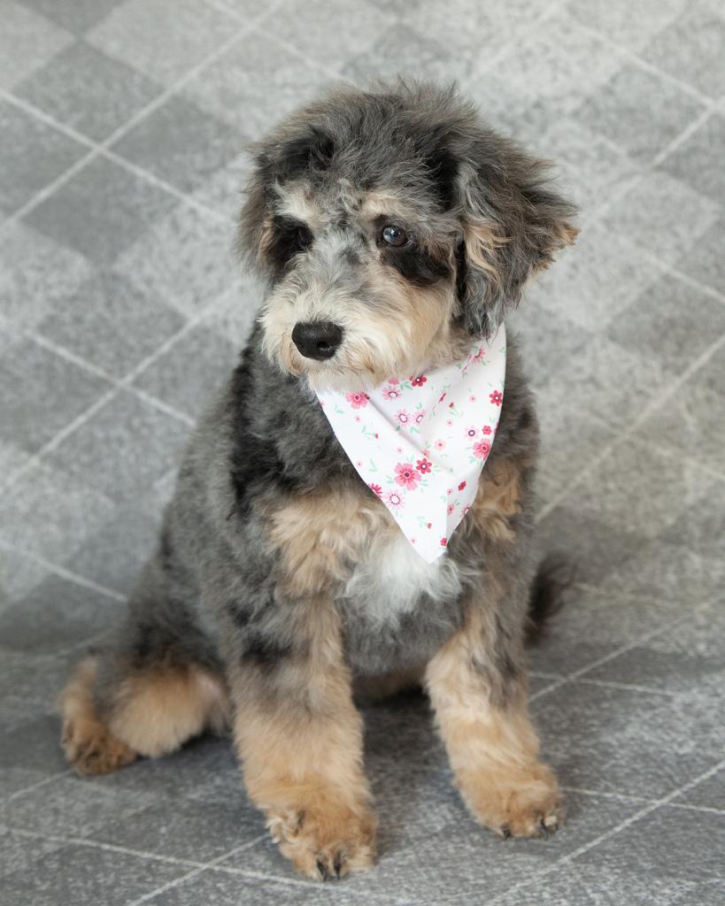 Mini Bernedoodle - Female