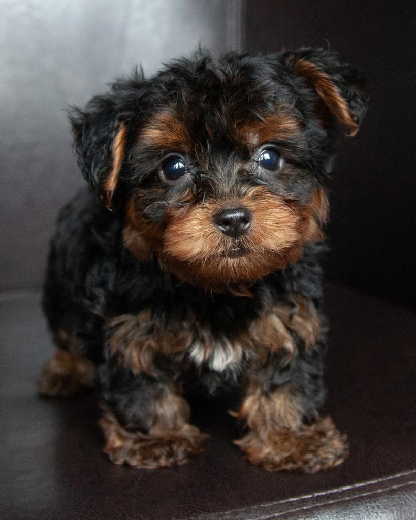Yorkshire Terrier - Male