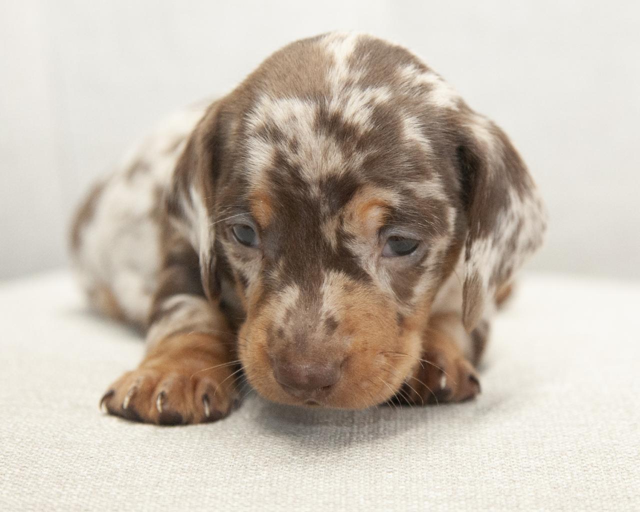 Mini Dachshund - Male