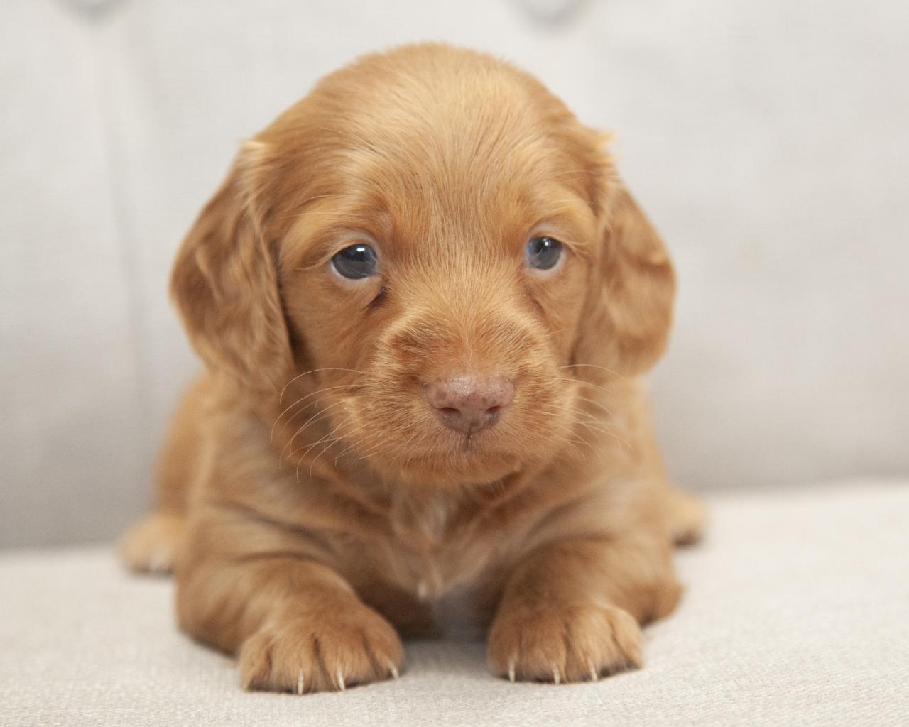 Mini Dachshund - Male