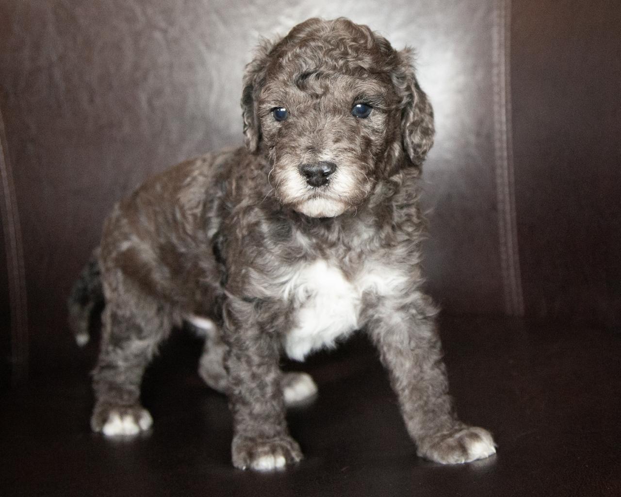 Mini F1B Goldendoodle - Male