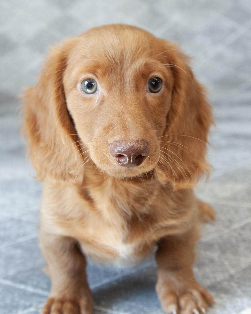 Mini Dachshund - Male