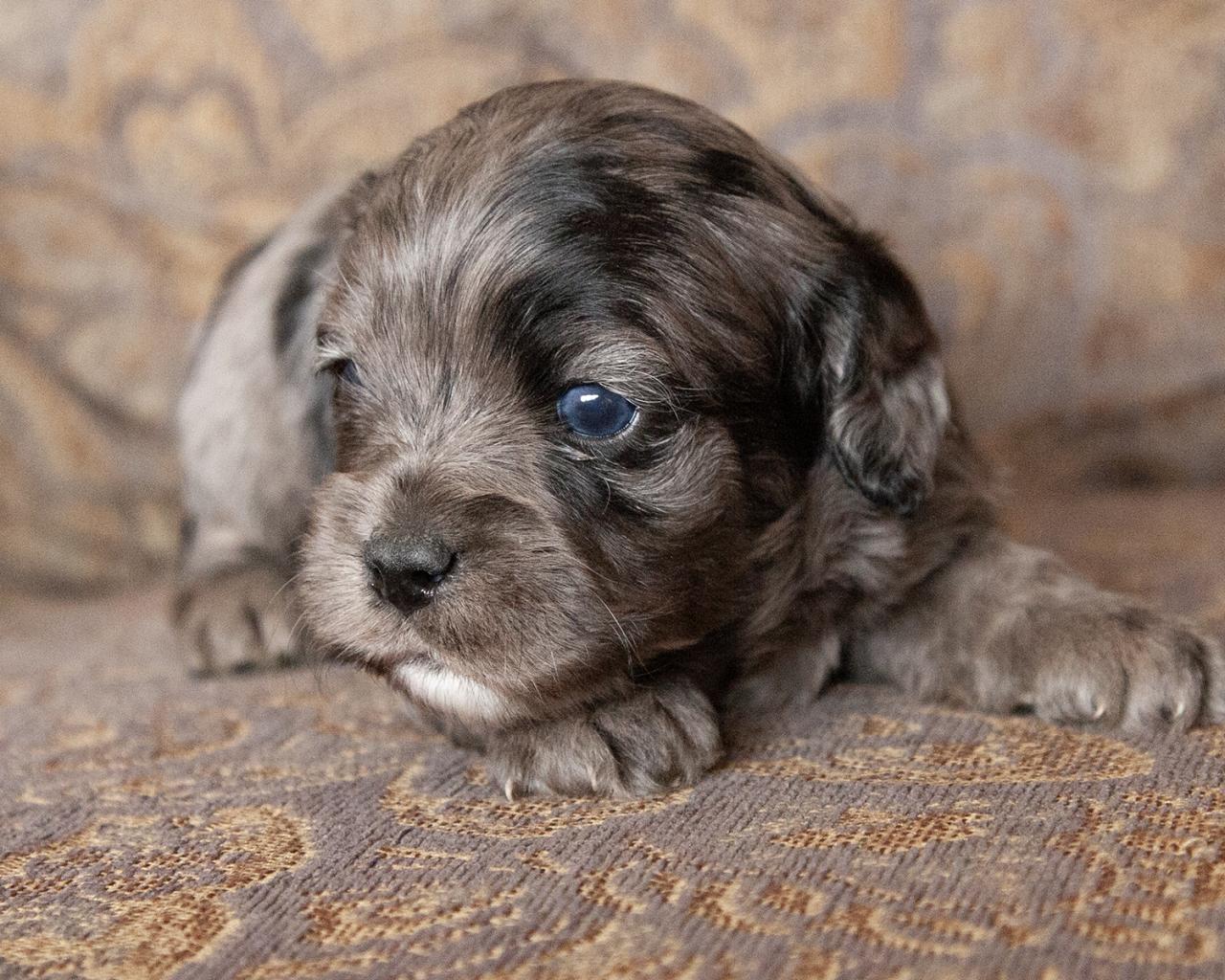 Cavapoo - Male