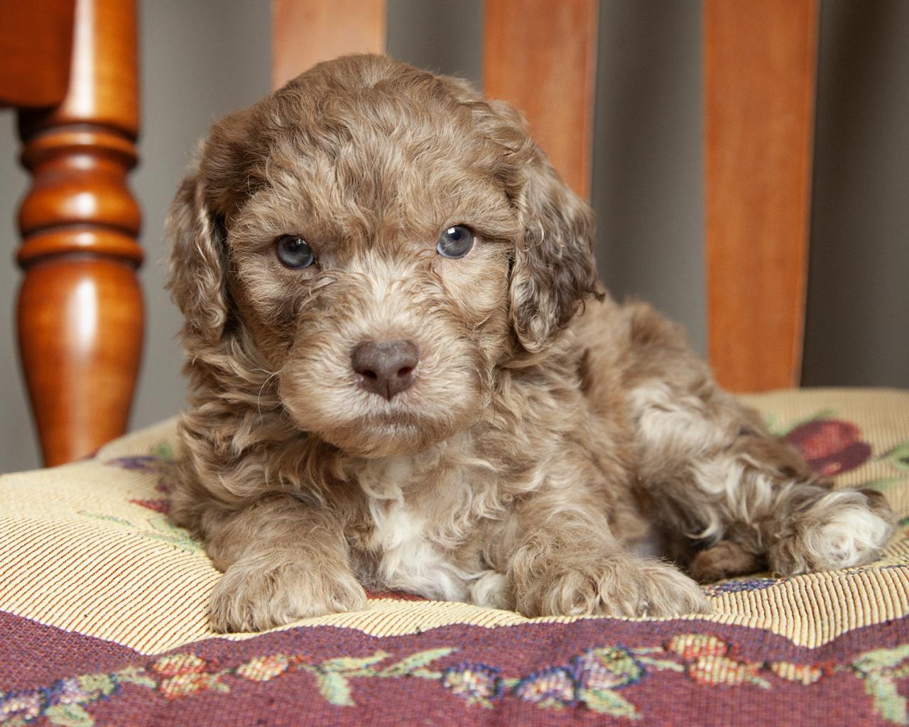 Mini Goldendoodle - Male