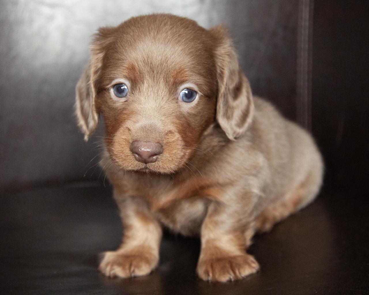 Mini Dachshund - Male