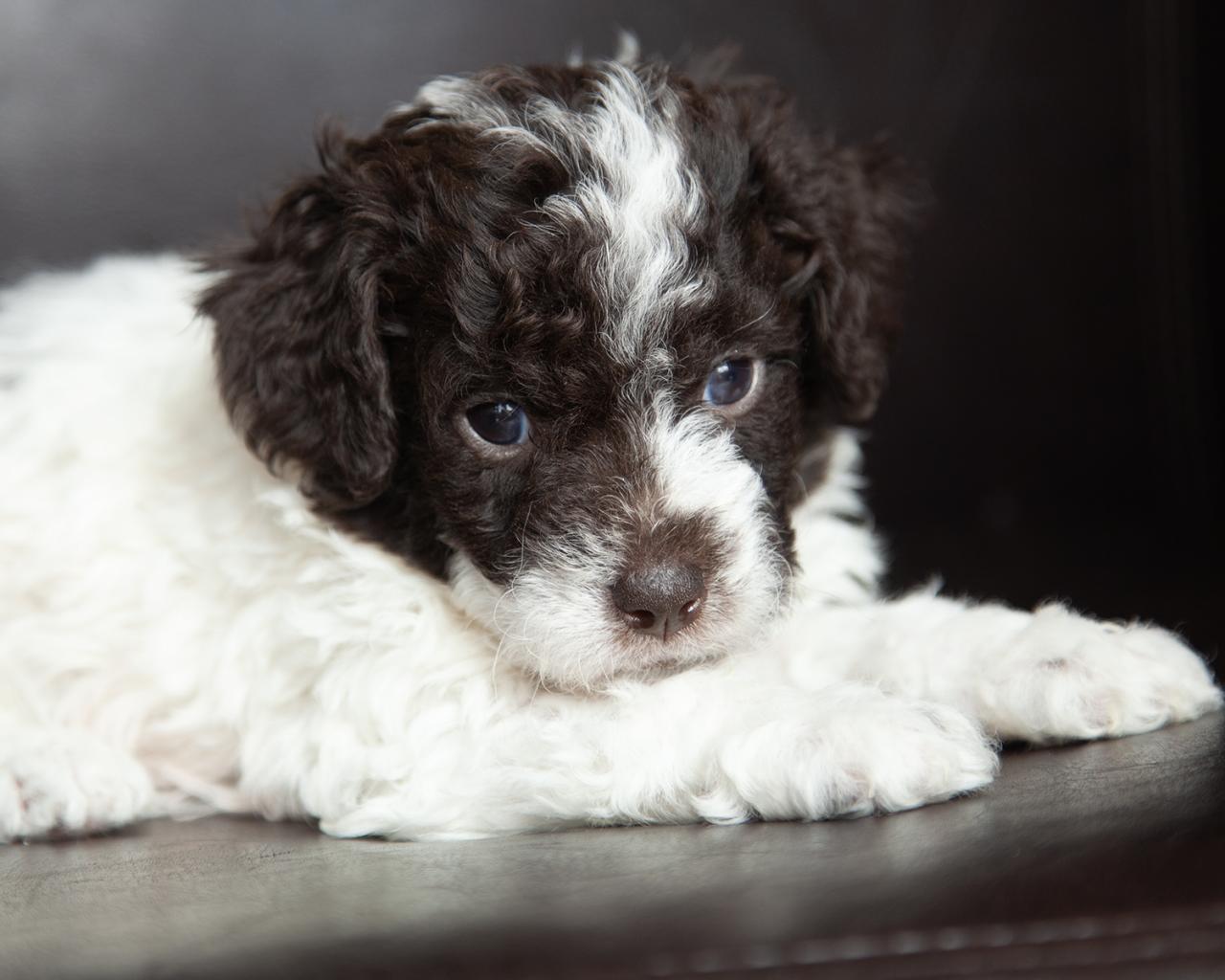 Mini Poodle - Male