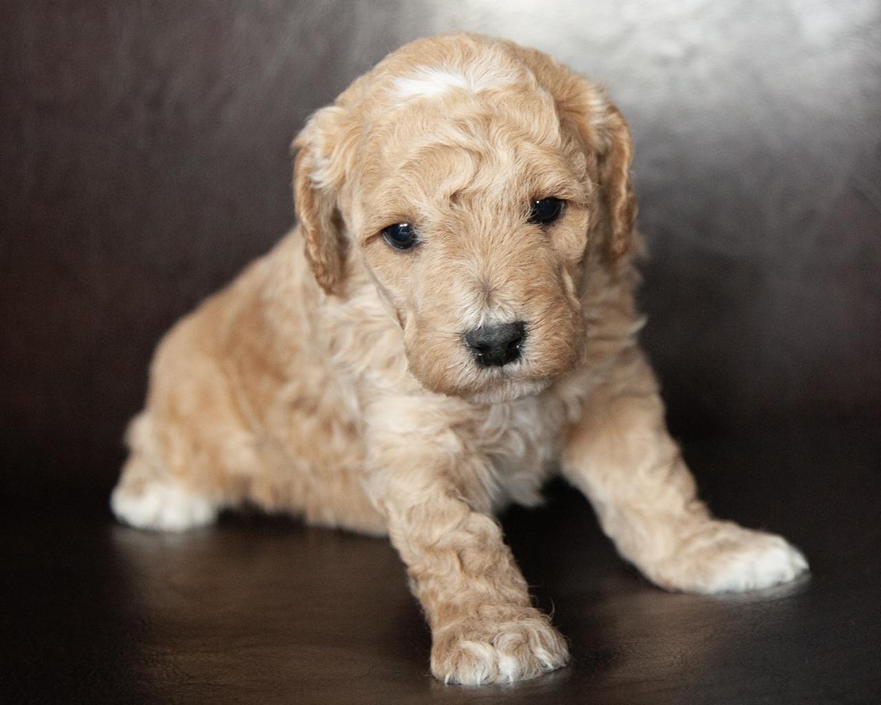 Mini F1B Goldendoodle - Male