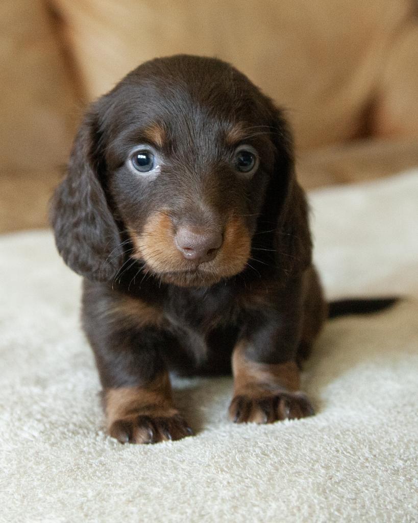 Mini Dachshund - Long Hair - Male
