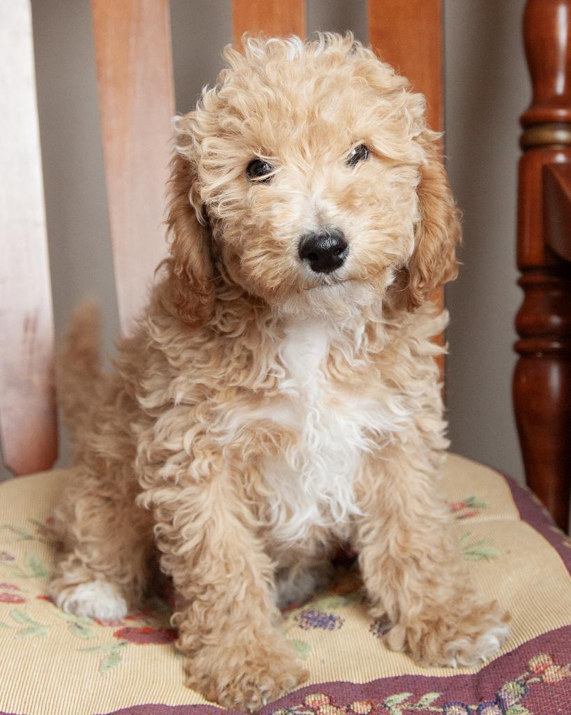 Mini F1B Goldendoodle - Male