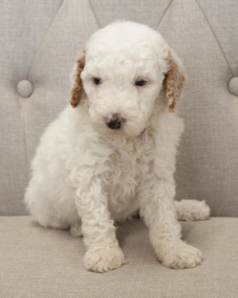Mini F1B Goldendoodle - Female