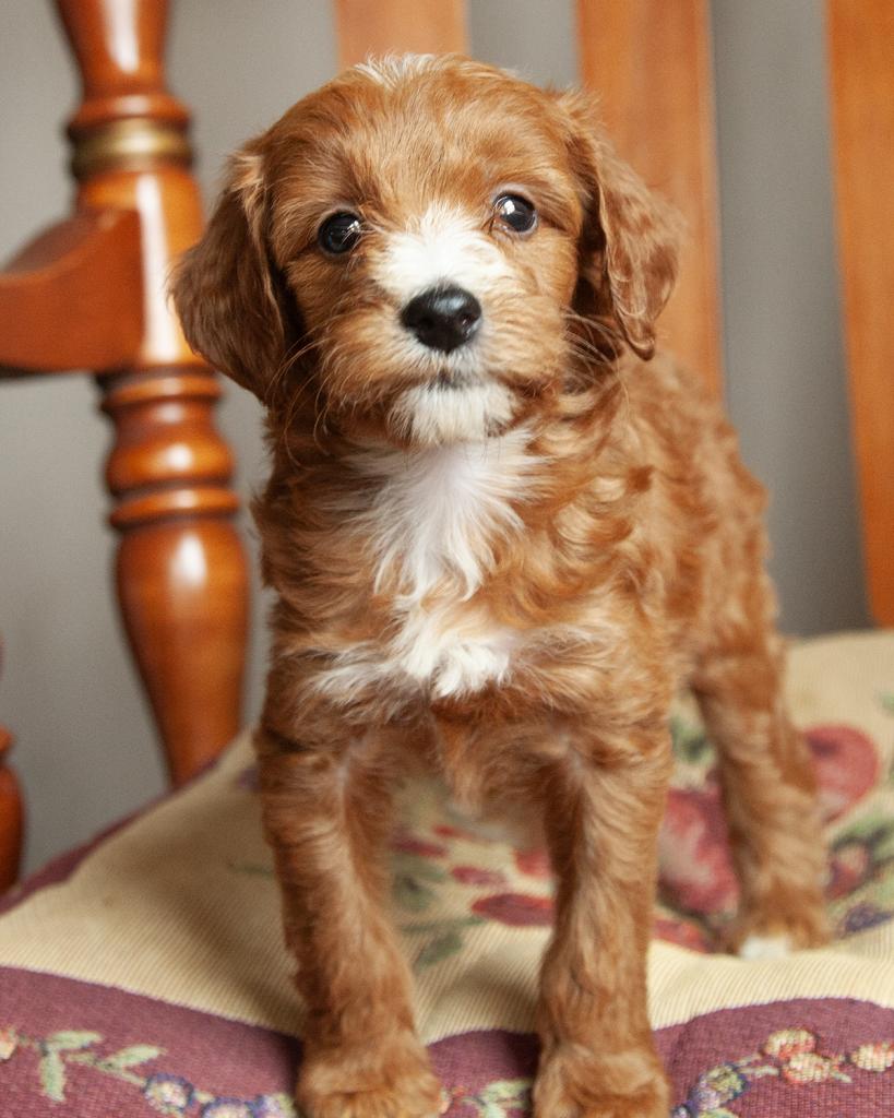 Mini F1b Irishdoodle - Female