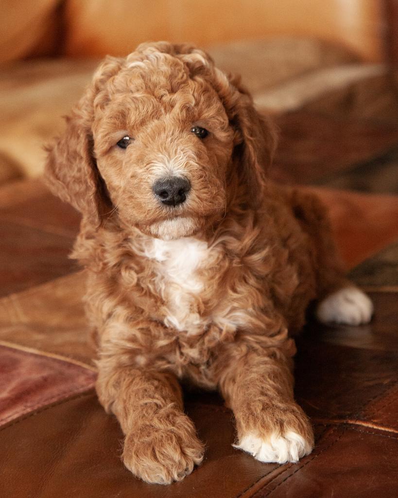 Mini Irishdoodle - Female