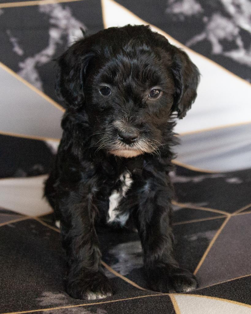 Mini F1b Goldendoodle - Female