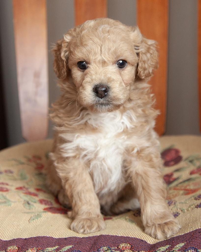 Mini Goldendoodle - Female