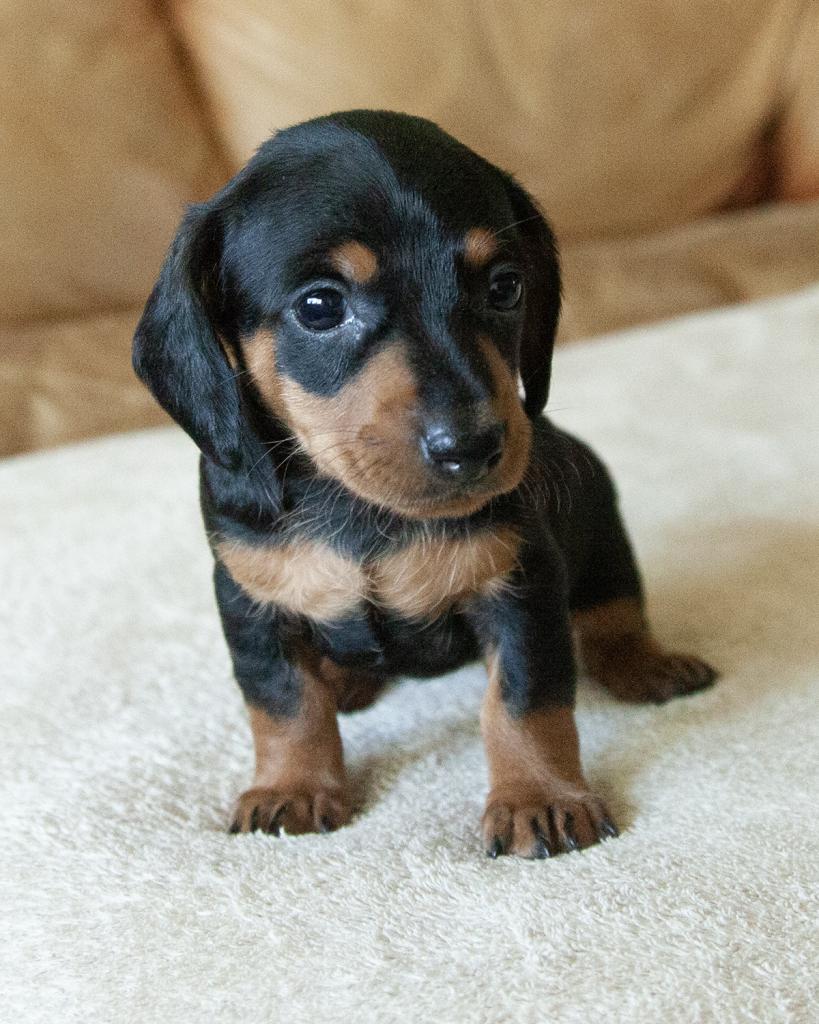 Mini Dachshund - Smooth coat - Female
