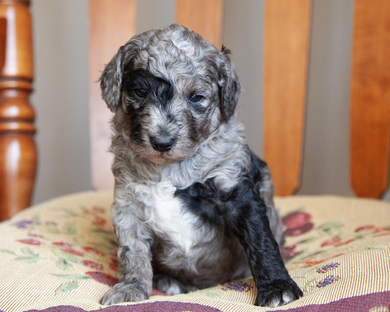 Mini F1b Goldendoodle - Male