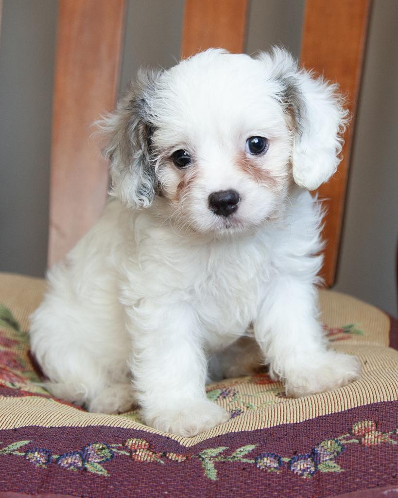 Cavapoo - Female