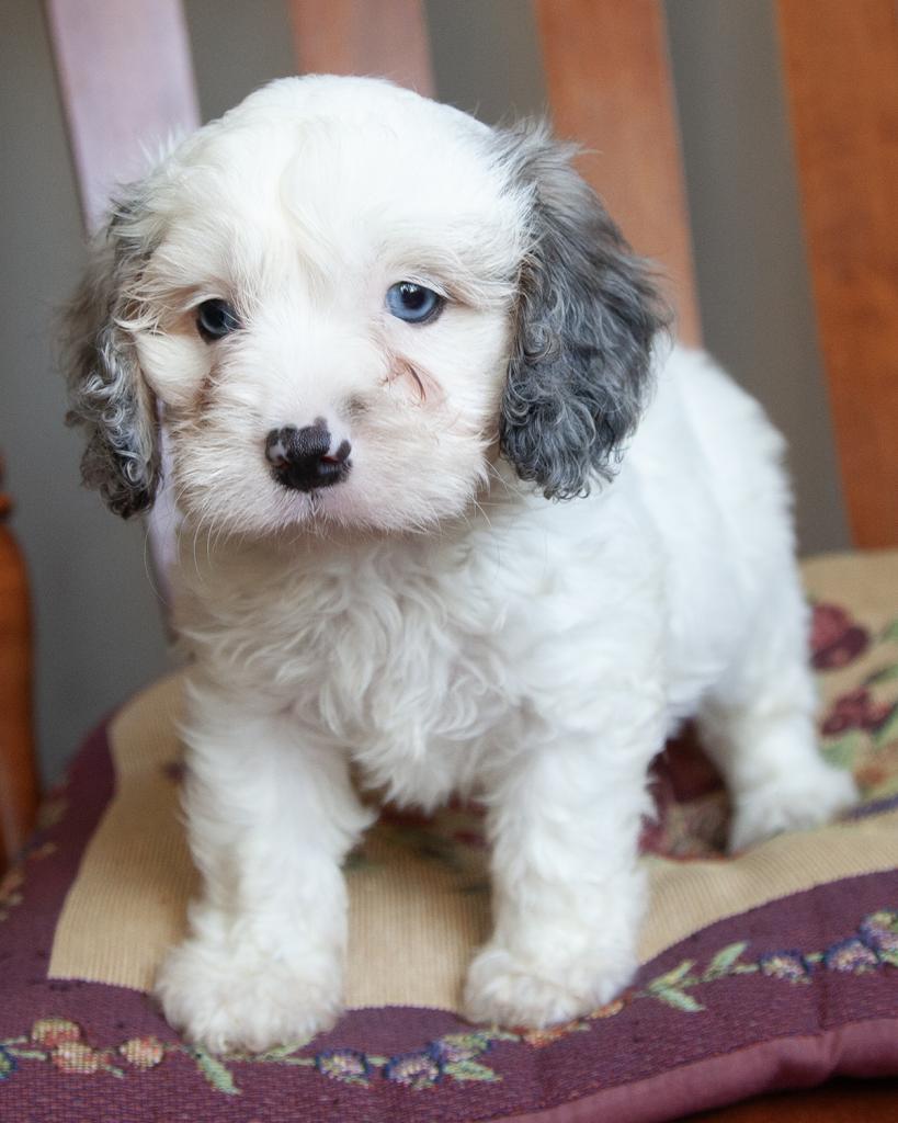 Cavapoo - Male