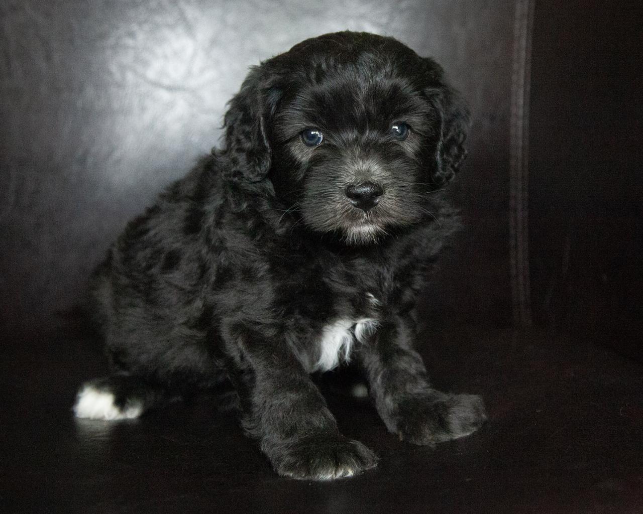 Mini Bernedoodle - Male