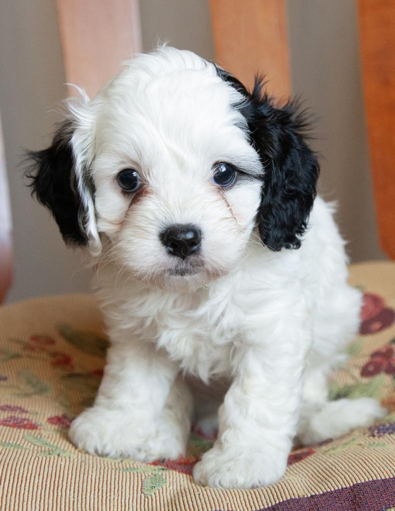 Cavapoo - Male