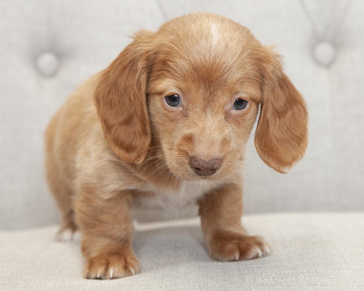 Mini Dachshund - Male