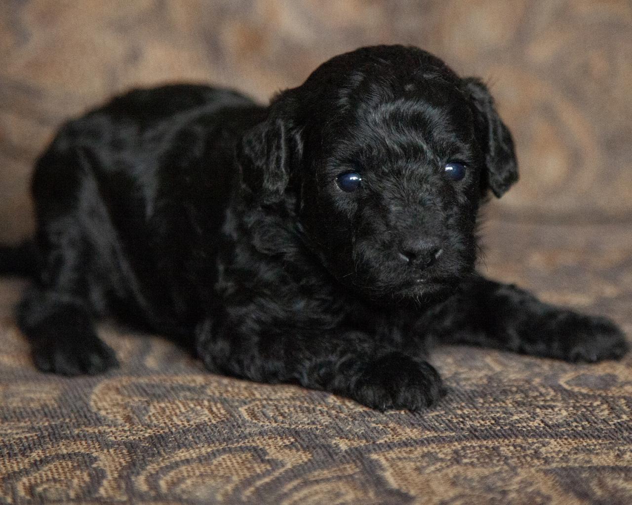 Mini Goldendoodle - Female