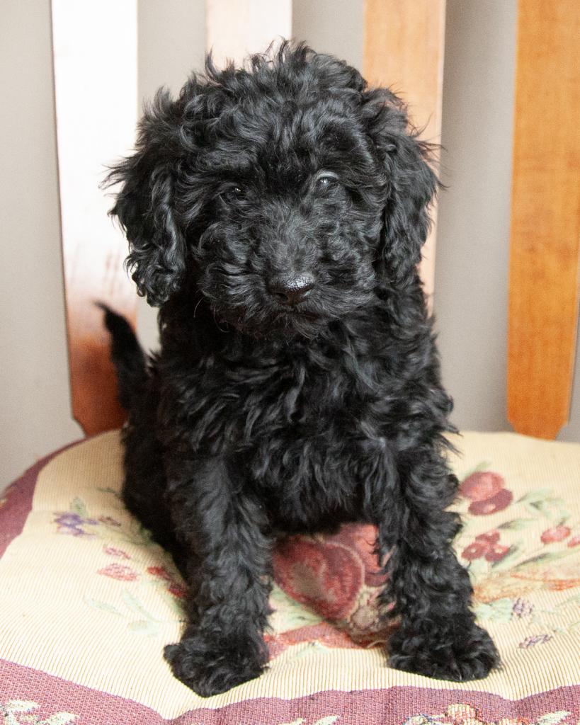 Mini Goldendoodle - Female