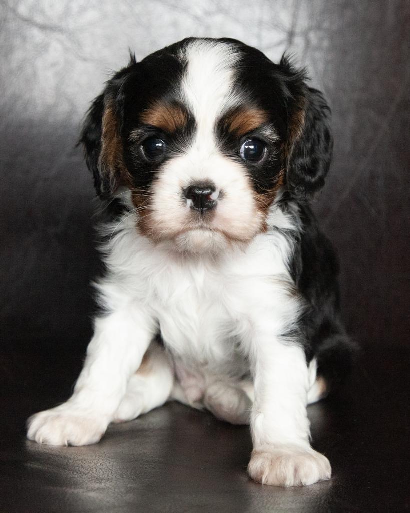 Cavalier King Charles Spaniel - Male