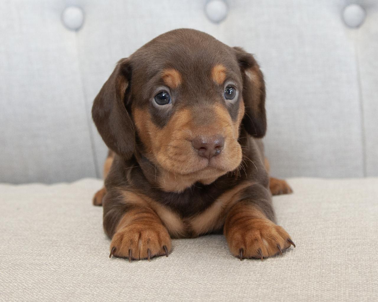 Mini Dachshund - Male