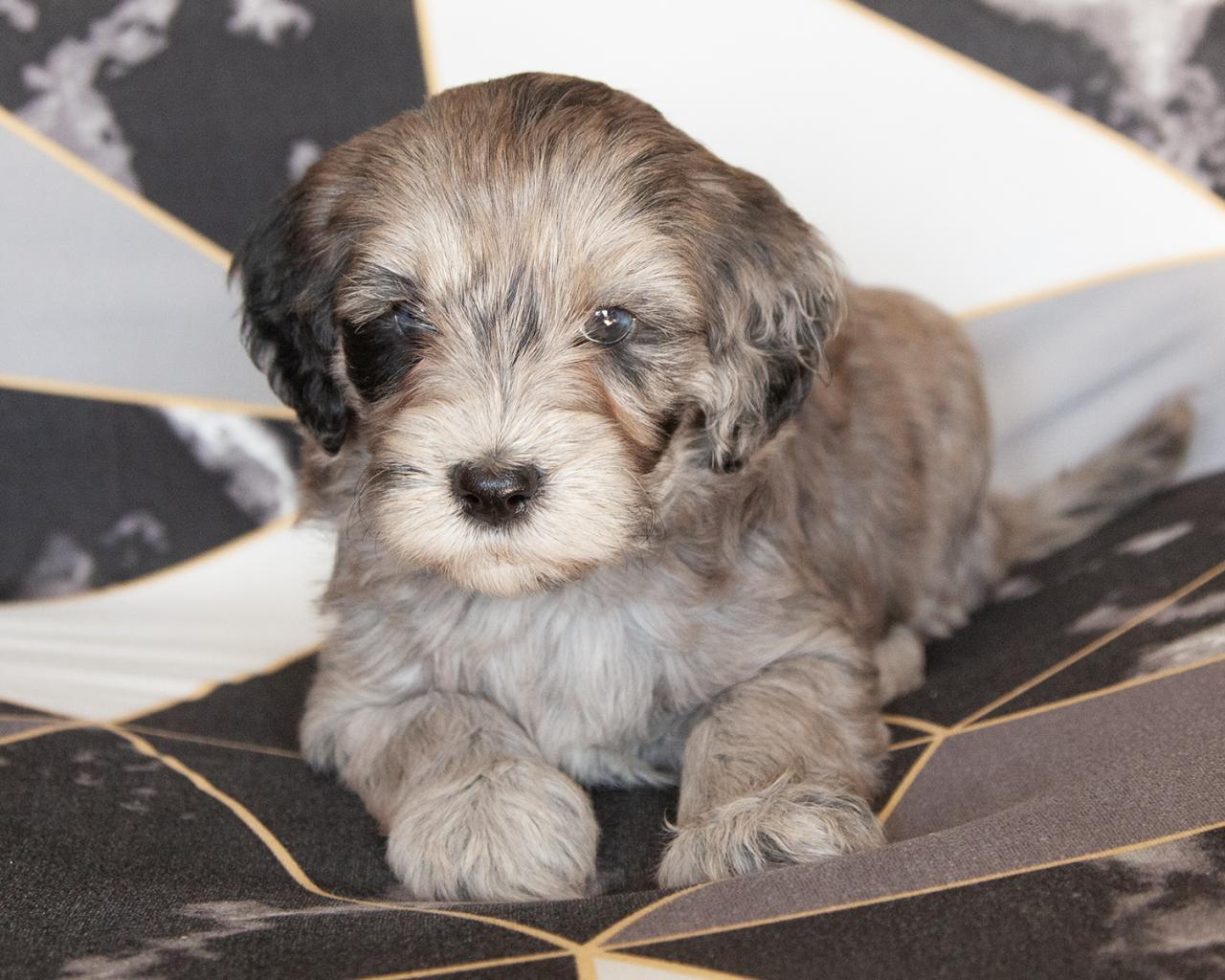 Mini Goldendoodle - Female