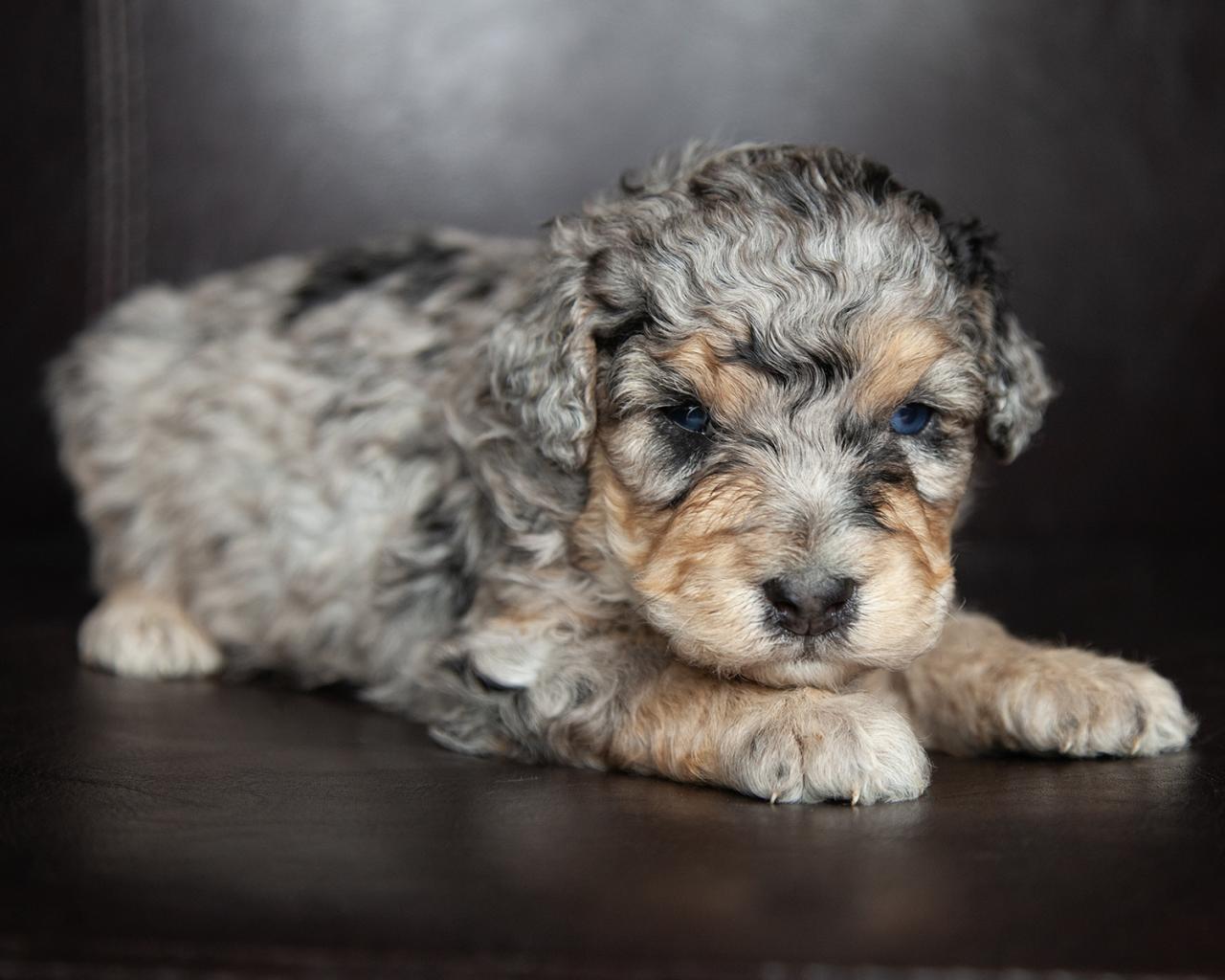 Mini F2 Bernedoodle - Male